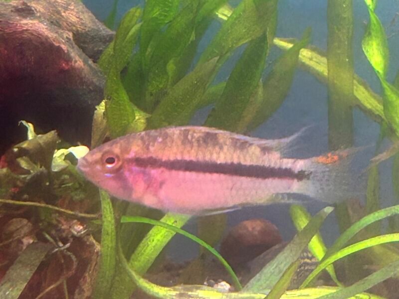 Échange poisson