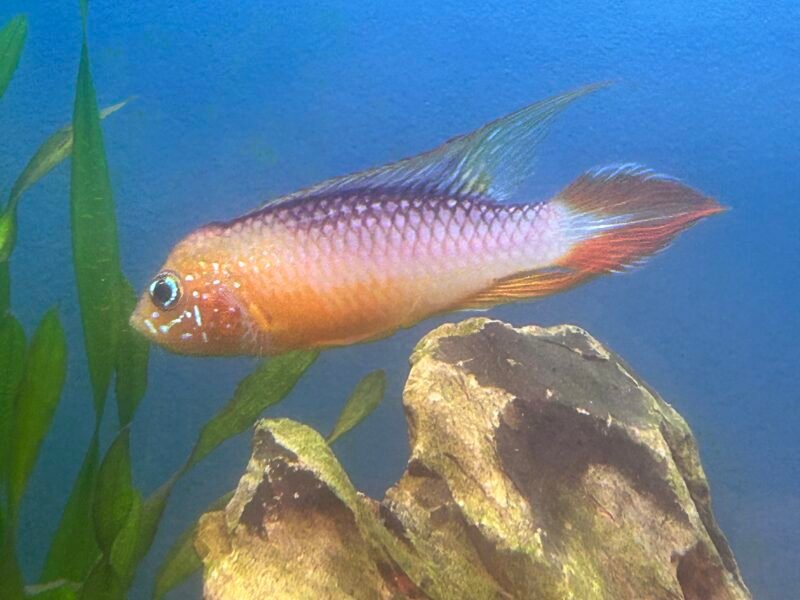 Échange poisson