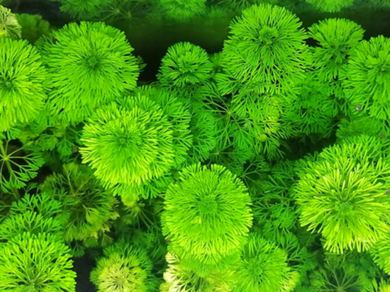 Limnophila sessiliflora (Ambulie sessile)