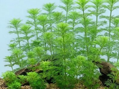 Limnophila sessiliflora (Ambulie sessile)