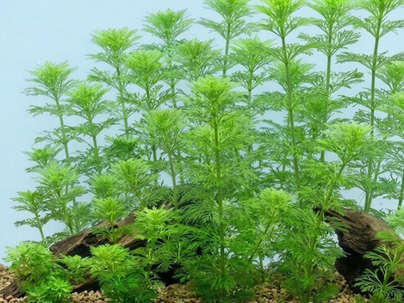 Limnophila sessiliflora (Ambulie sessile)