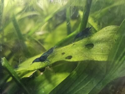 Neocaridina davidi blue velvet