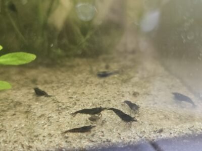 Neocaridina davidi black sakura