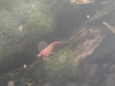 Neocaridina davidi rili red