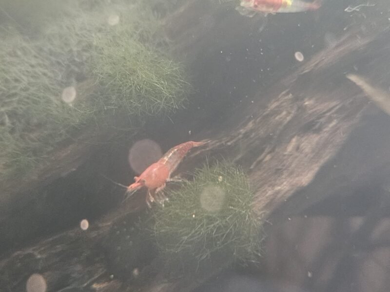 Neocaridina davidi rili red