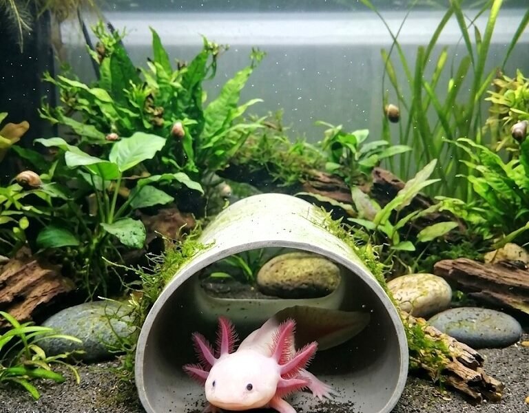 Cachette pondoir neuf pour Axolotls