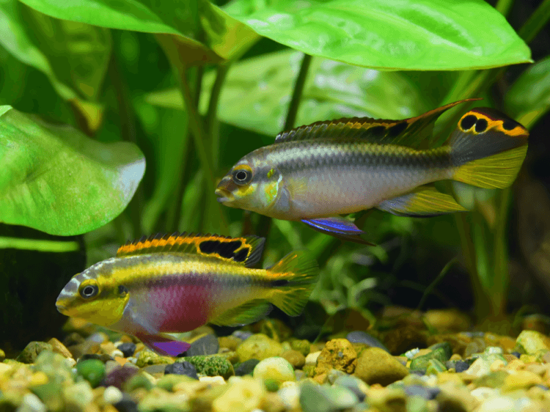 Pelvicachromis Pulcher