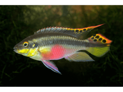 Pelvicachromis Pulcher