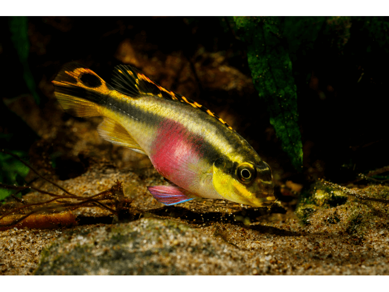 Pelvicachromis Pulcher