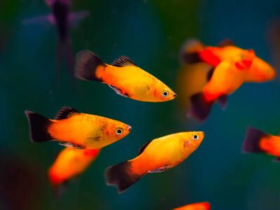 Platy (Xiphophorus maculatus)