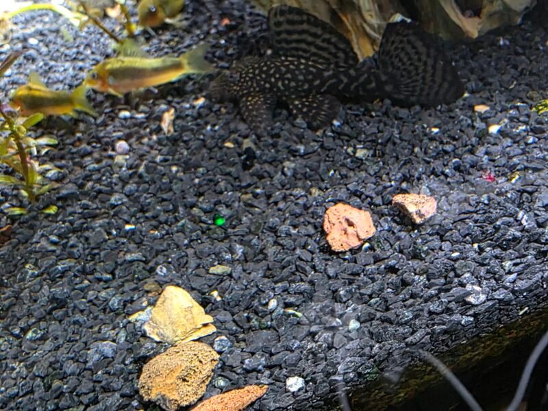 Ancitrus