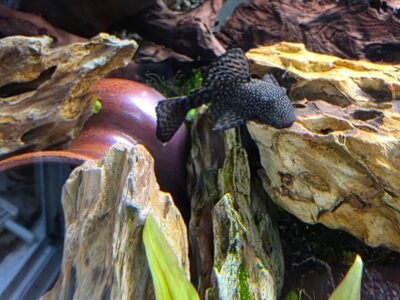 Ancitrus