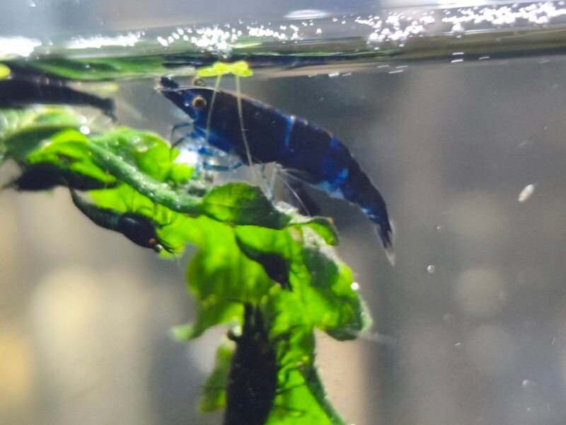 Crevettes demon OE