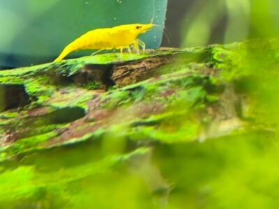 Neocaridina yellow