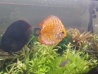 2 discus adultes