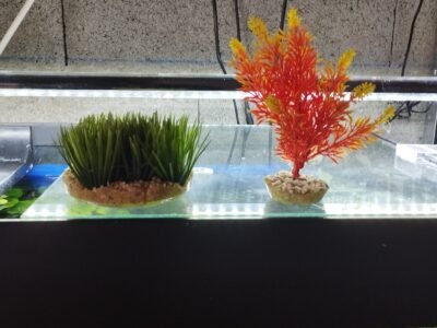 Déco aquarium