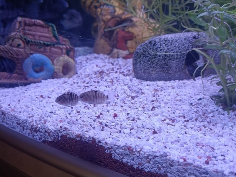 Cichlides d'Afrique