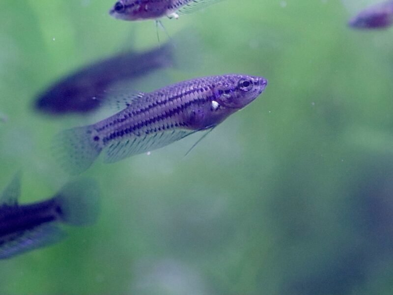 Betta mahachaiensis