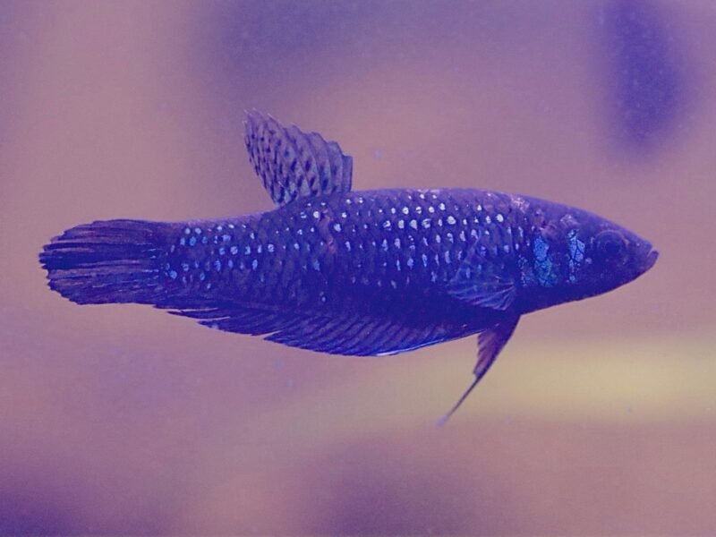 Betta mahachaiensis