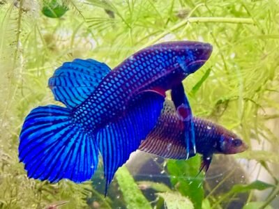 Betta mahachaiensis