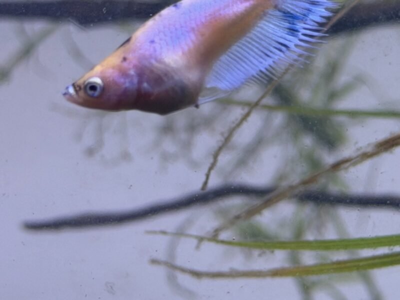 Betta splendes