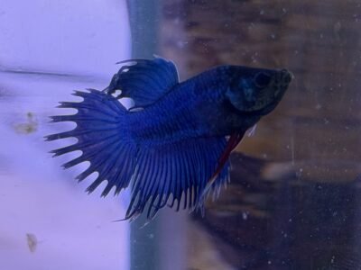 Betta splendes