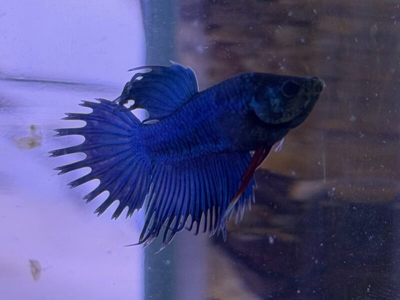 Betta splendes