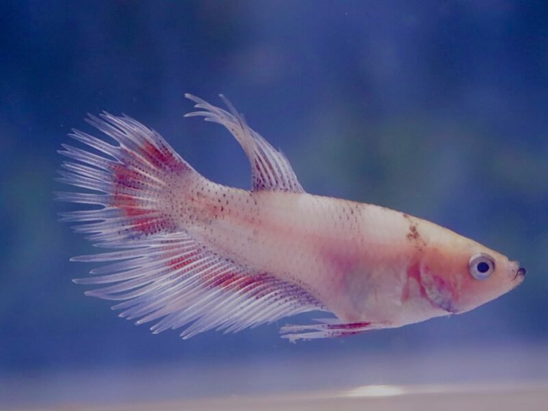 Betta splendes