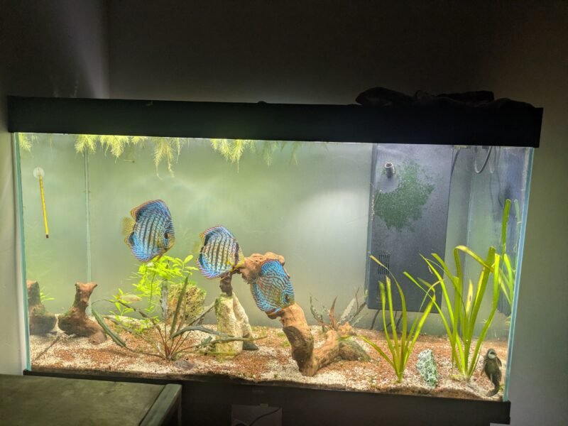 Discus cherche nouveau propriétaire