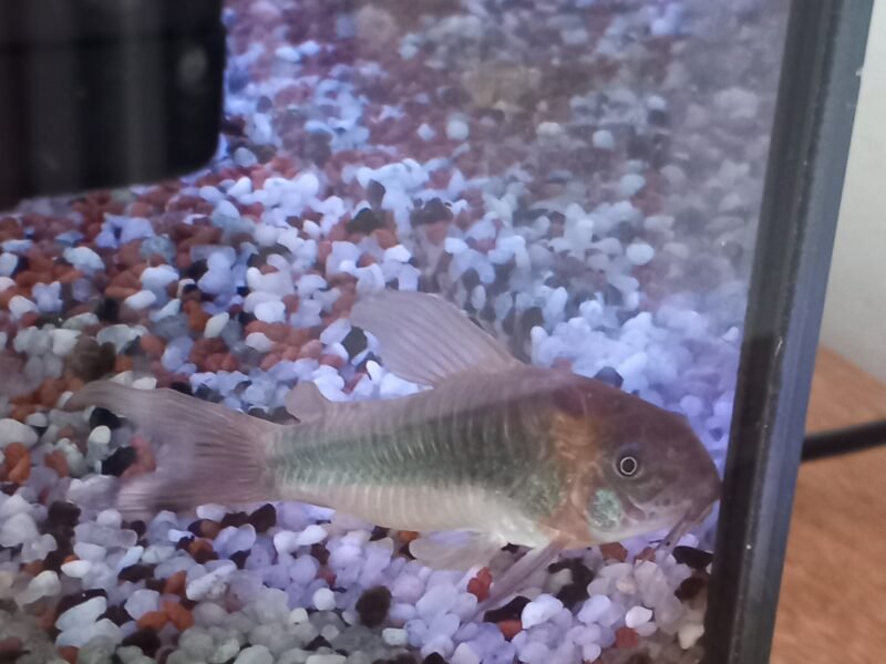 Don corydoras aeneus bronze