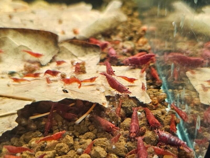 Neocaridina Red fire