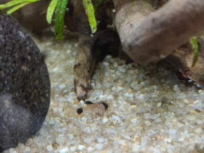 Corydoras panda - Bebe