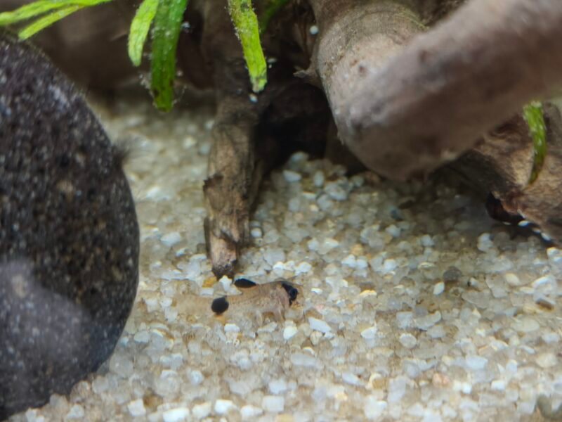 Corydoras panda - Bebe