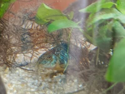 Corydoras plaenus