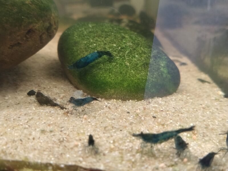 Neocaridina davidi blue velvet