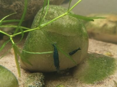 Neocaridina davidi blue velvet