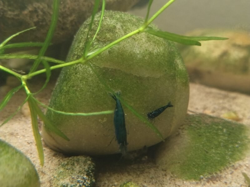 Neocaridina davidi blue velvet