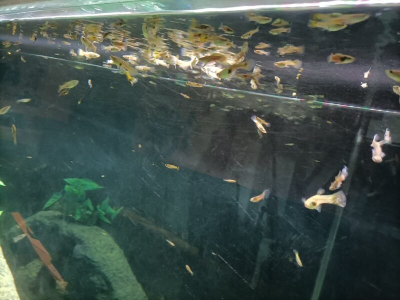 Guppys en grand nombre