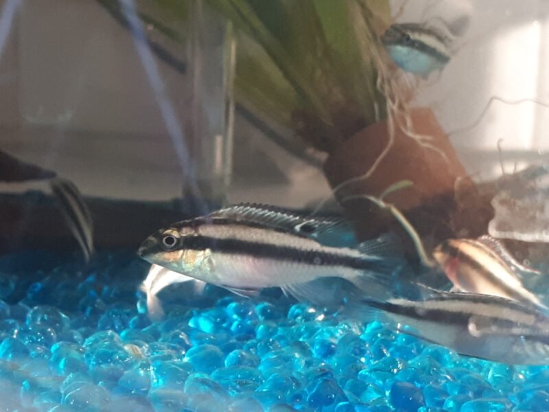 Jeunes pelvicachromis pulcher