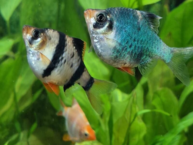Don - Barbus, Botia Lohachata
