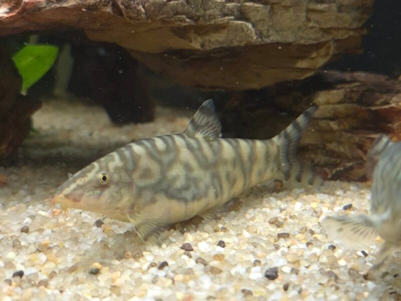 Don - Barbus, Botia Lohachata