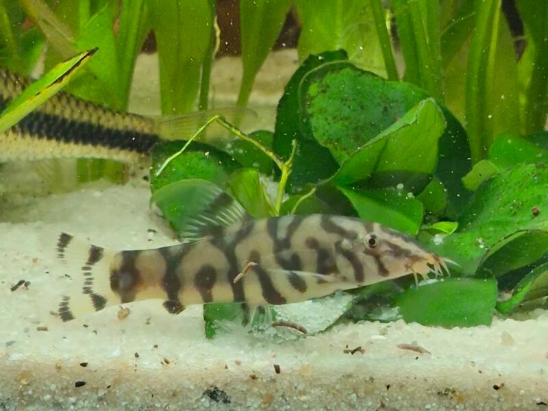 Don - Barbus, Botia Lohachata