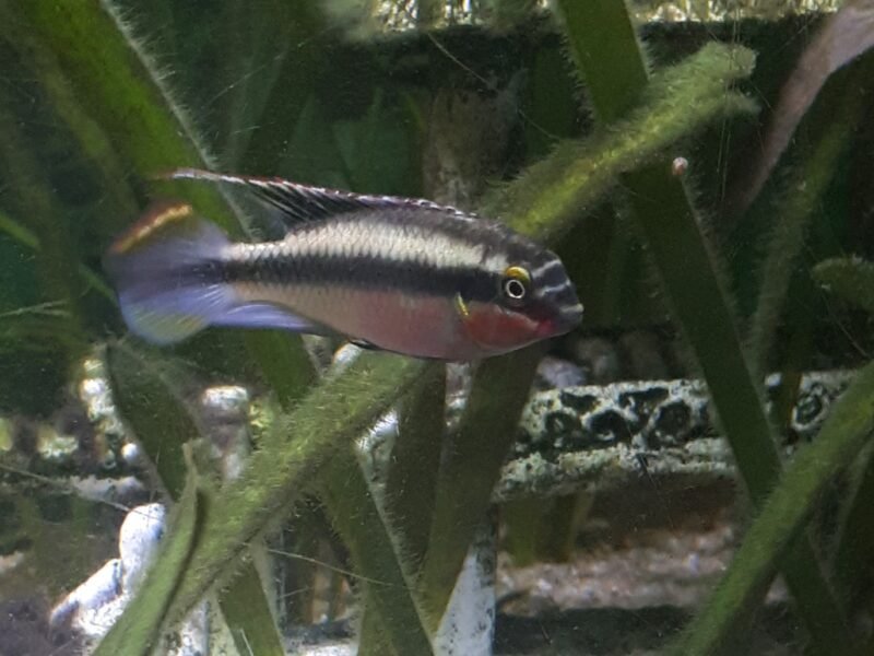 Jeunes pelvicachromis pulcher