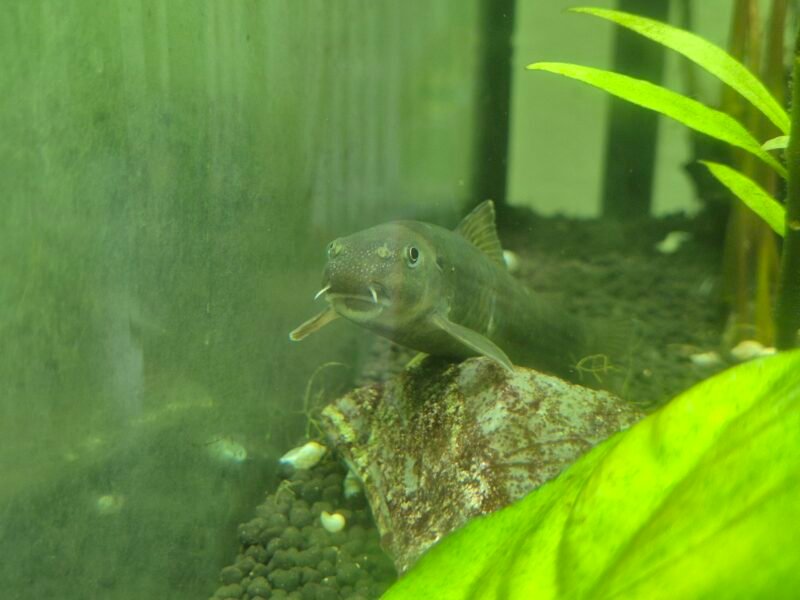 gara ruffa x2