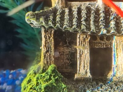 Alevins guppy
