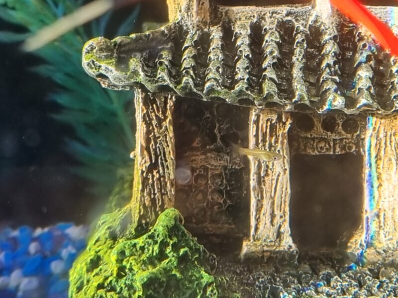 Alevins guppy