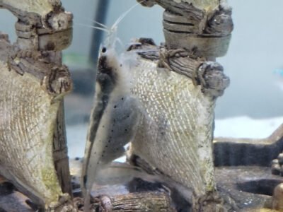 Donne néons, corydoras, crevettes