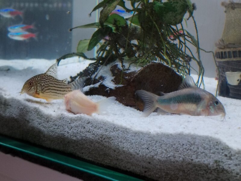 Donne néons, corydoras, crevettes