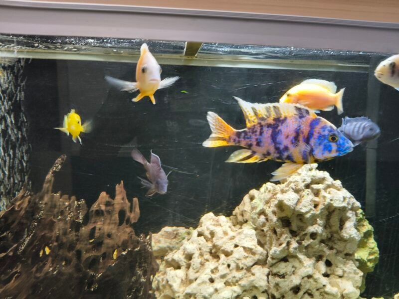Donne poisson Malawi d'aquarium