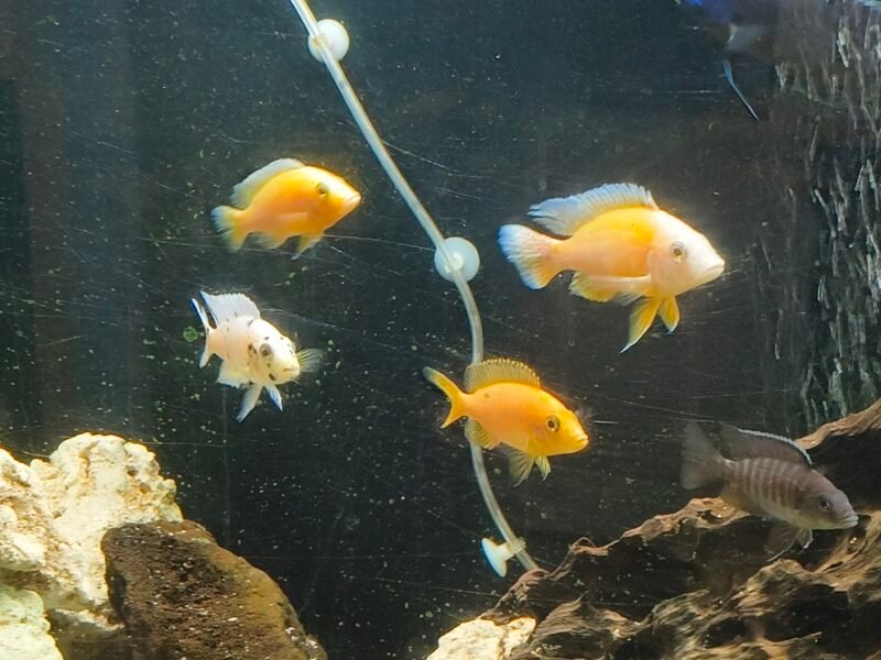 Donne poisson Malawi d'aquarium